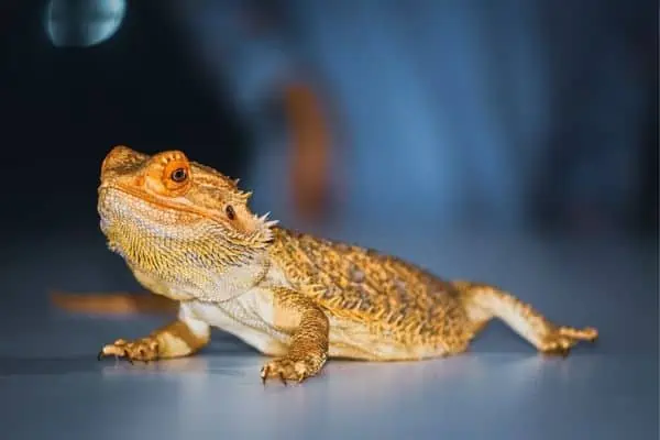 Dragón barbudo en el suelo