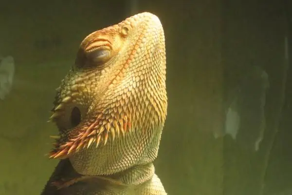 Dragón barbudo disfrutando de una lámpara de calor
