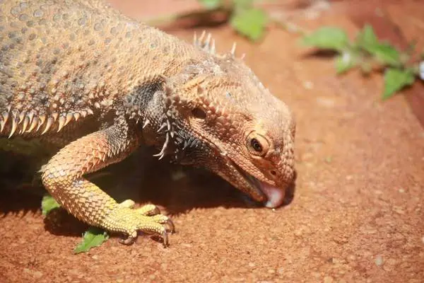 El dragón barbudo bebe en el suelo