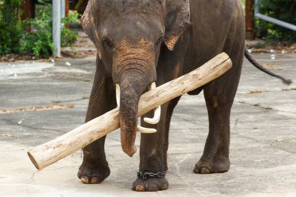 Elefante tailandés levantando madera