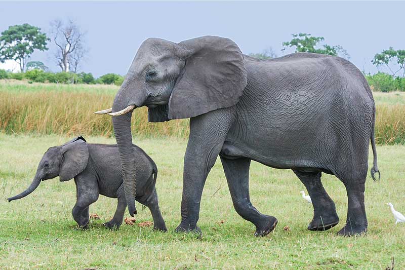 elefantes africanos de sabana