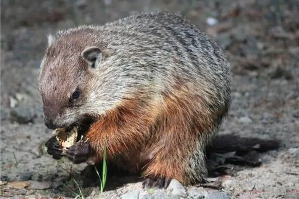 marmotas