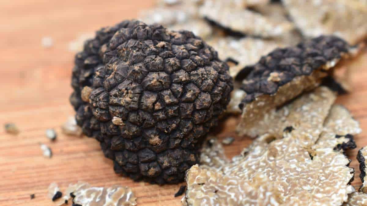 ¿Hay Trufas en Michigan? ¿hay Trufas en Michigan?