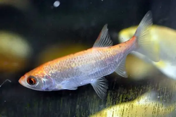 orfe dorado