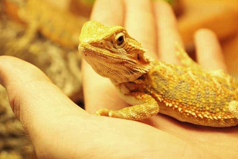 Dragón barbudo en mano