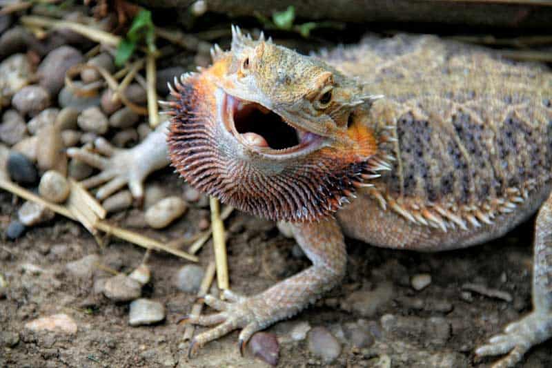 Dragón barbudo boquiabierto