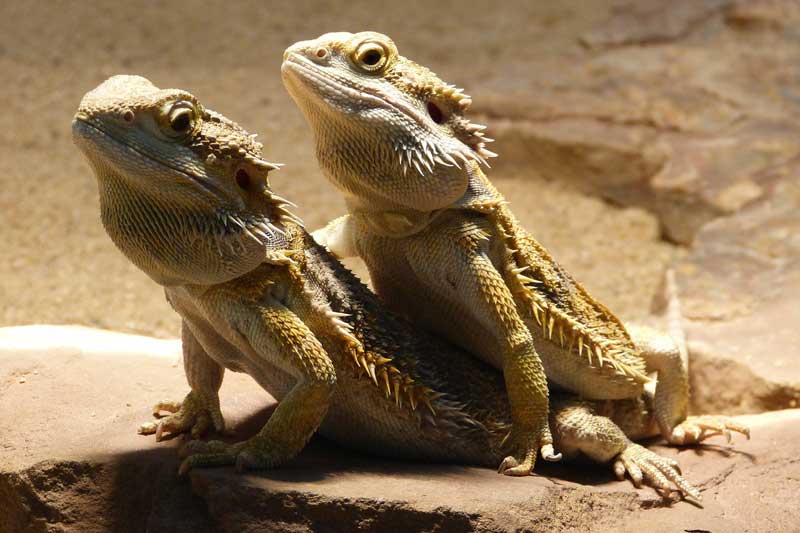 ¿Los Dragones Barbudos Ven Televisión? ¿los Dragones Barbudos Ven Televisión?