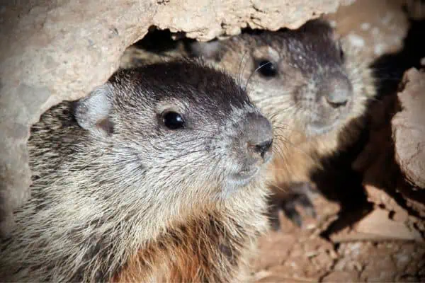 Cachorros de marmota