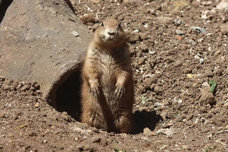 Marmota junto a la entrada