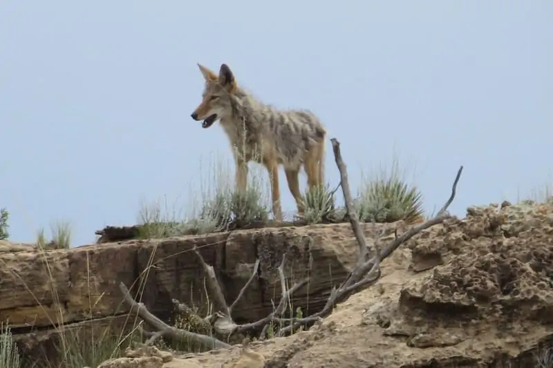 Coyote