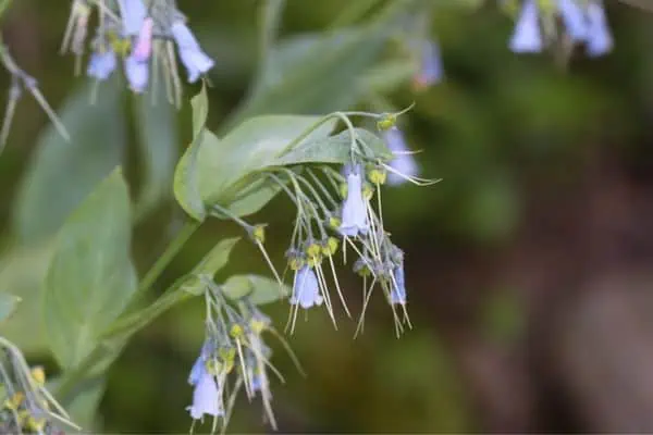 Campanilla de montaña