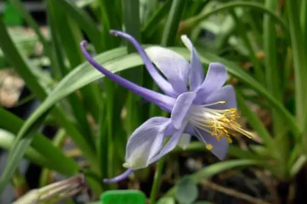 aguileña de utah
