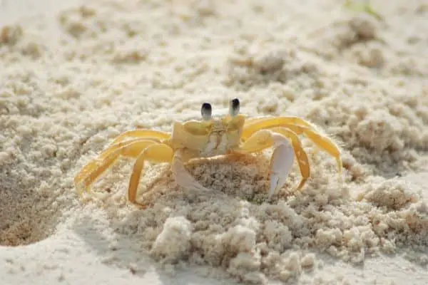 Cangrejo fantasma del Atlántico