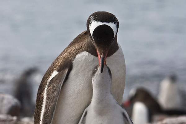 Pingüino adulto alimentando su mejilla
