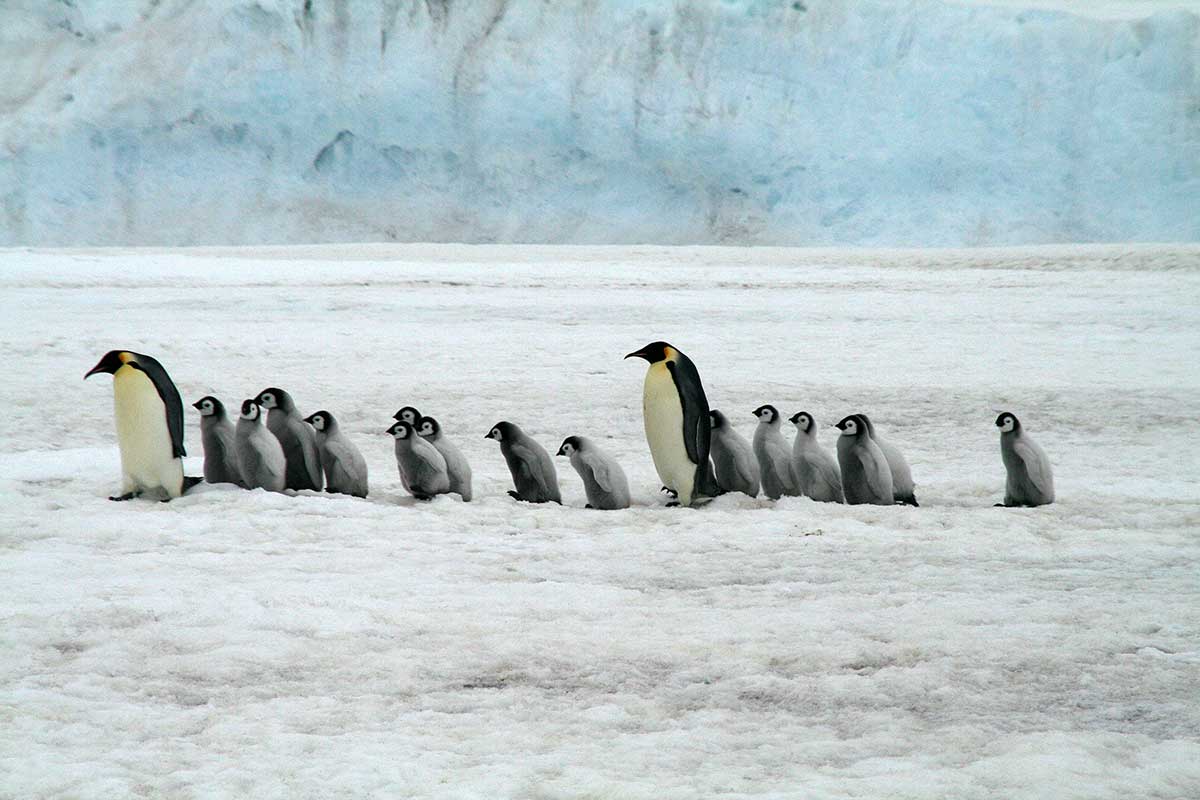 pingüinos emperadores