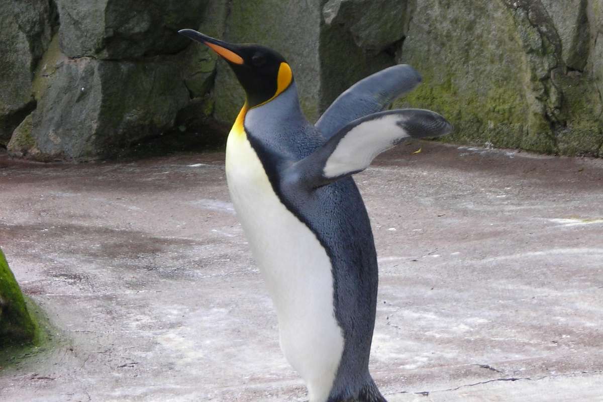 pingüino en el zoológico
