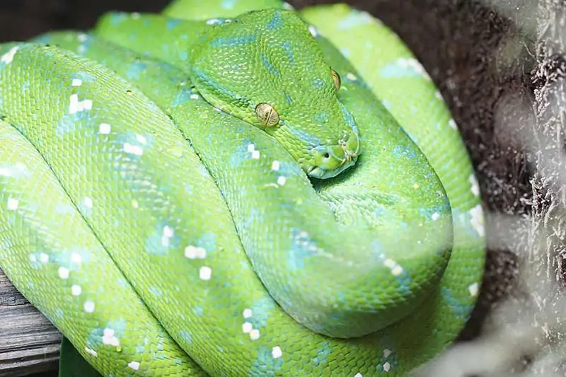 Pitón de árbol verde