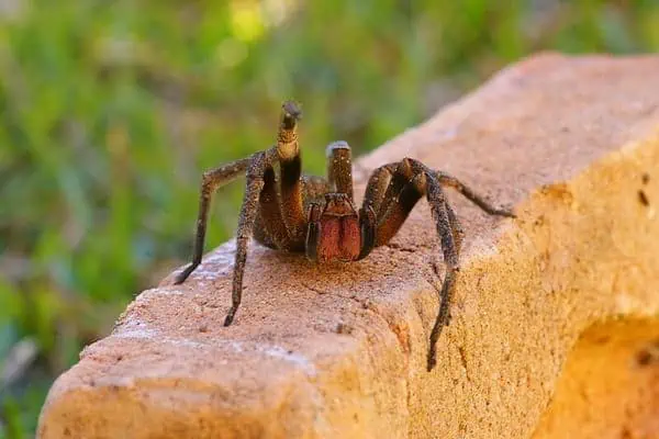 Araña errante brasileña