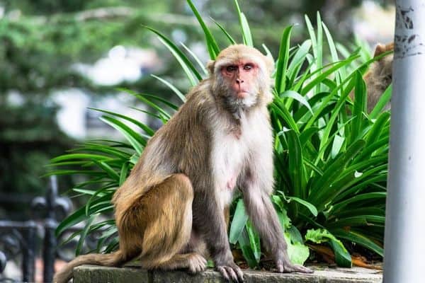 Macaco Rhesus sentado sobre una roca