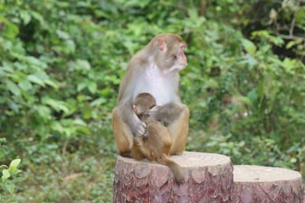 Macaco Rhesus en registro