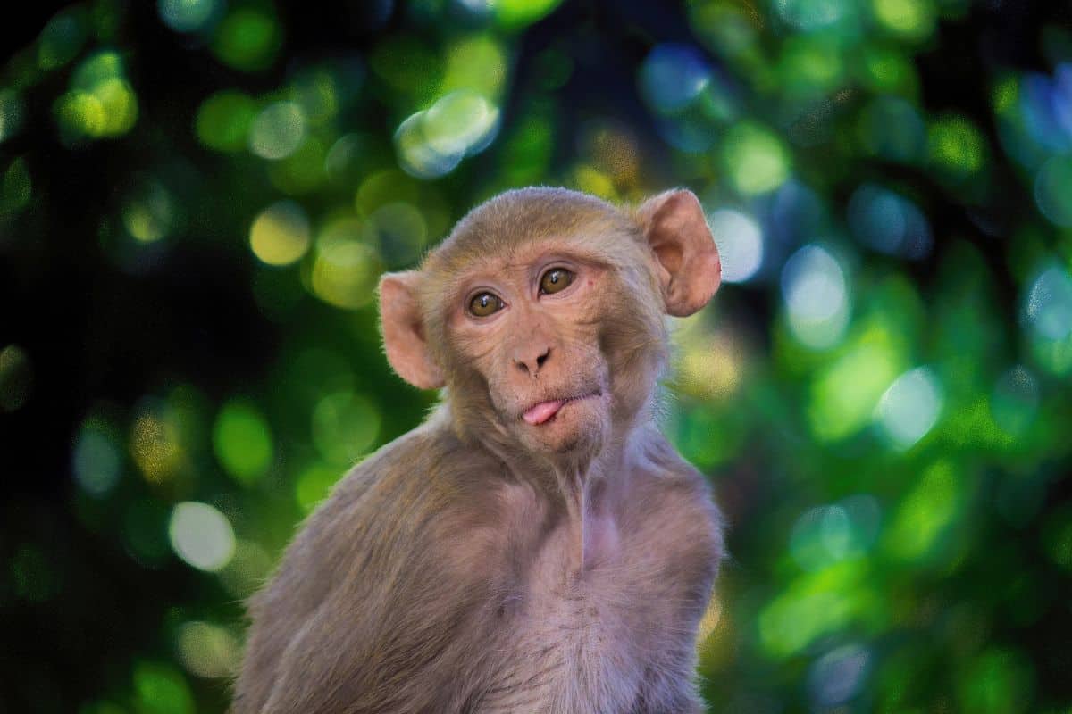 3 Especies De Monos Salvajes Que Viven en Florida