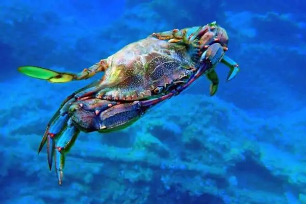 Cangrejo azul bajo el agua