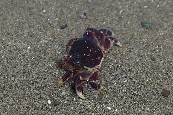 Cangrejo de orilla morado