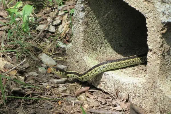 Serpiente de liga tomando el sol