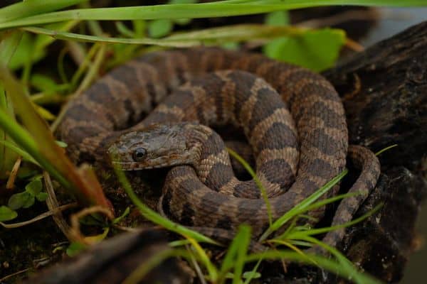 Serpiente de agua del norte en registro