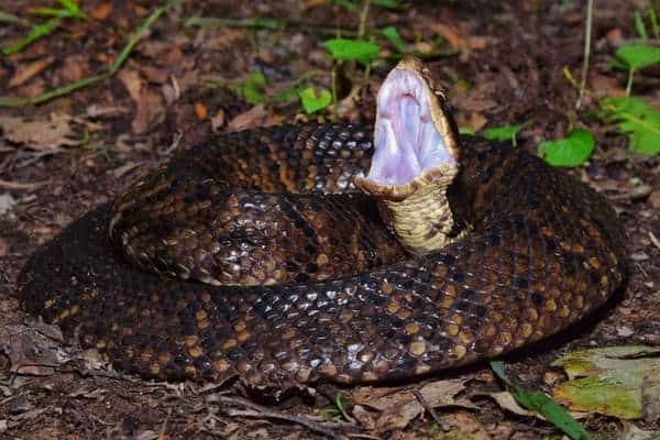 Serpiente boca de algodón enroscada