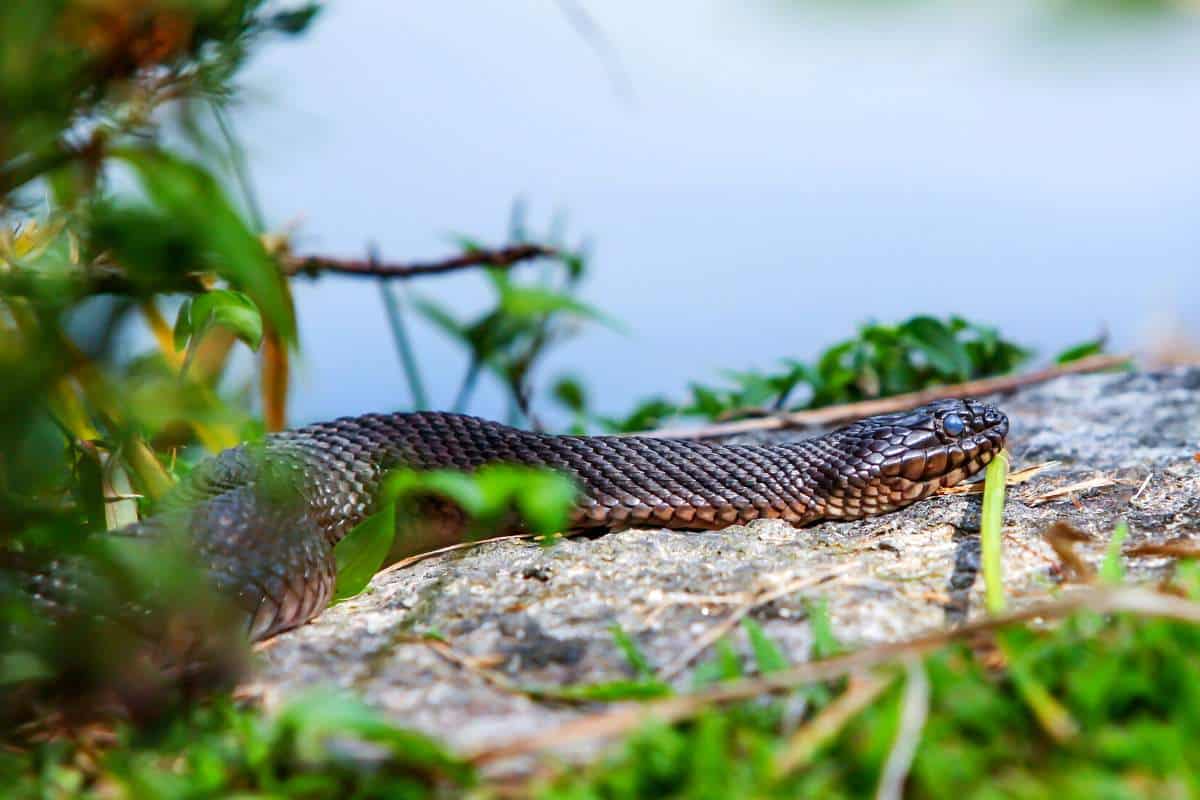 Serpiente de agua del norte tomando el sol