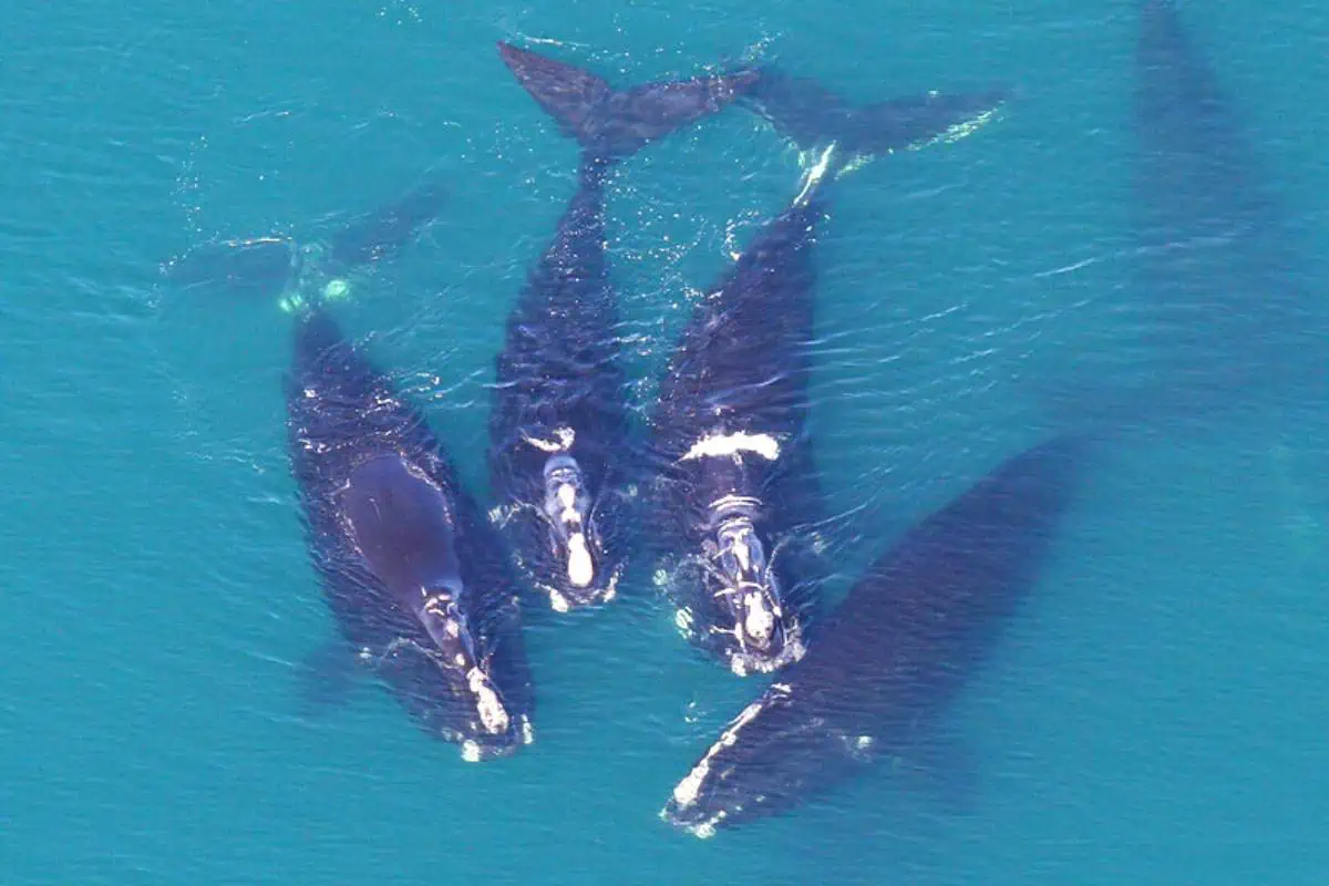 grupo de ballenas francas del atlántico norte