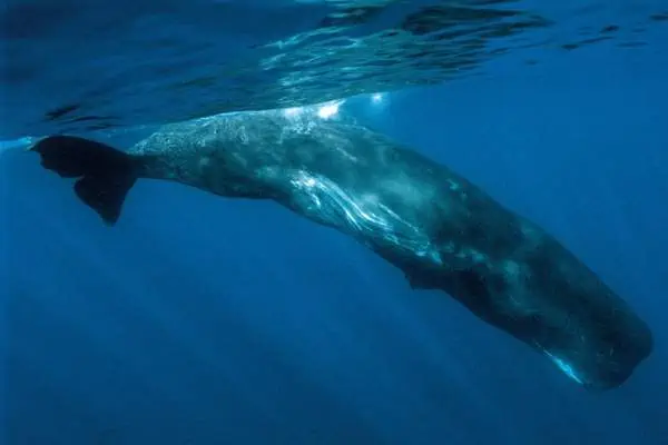 Cachalote en el océano azul