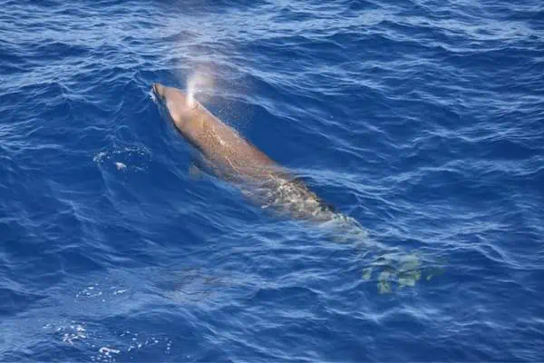 El zifio de Cuvier lanza chorros