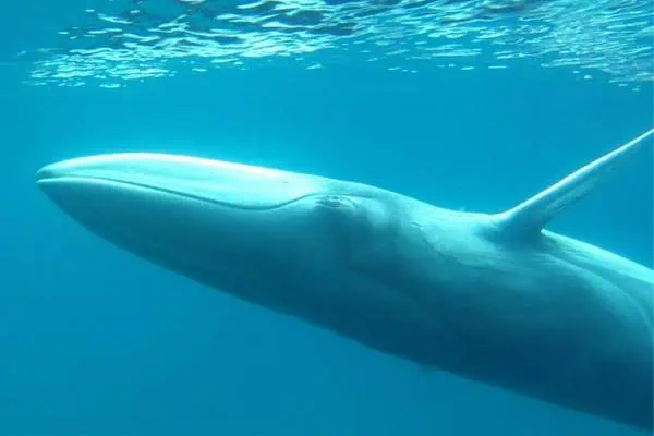 La ballena de Omura bajo el agua