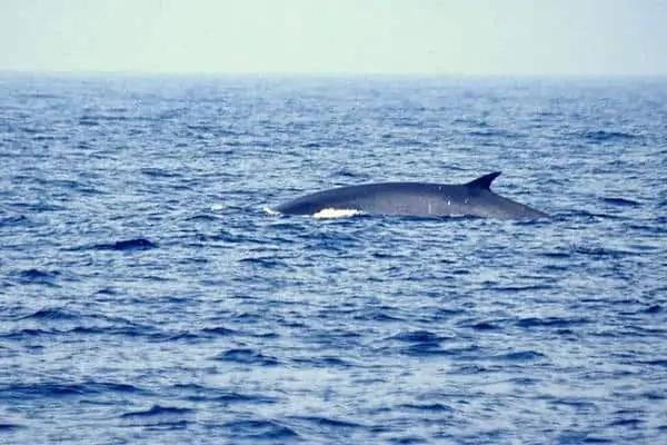 Aleta de ballena