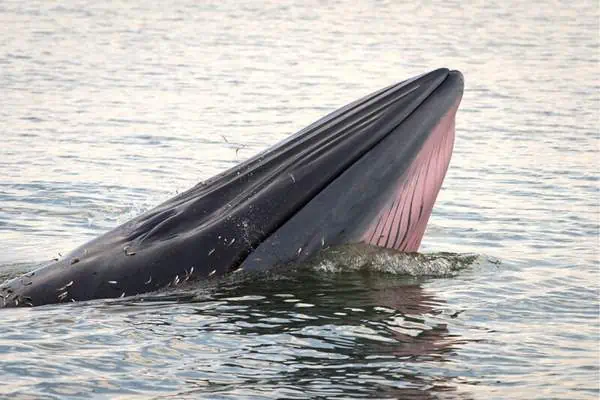 La ballena de Bryde en el océano