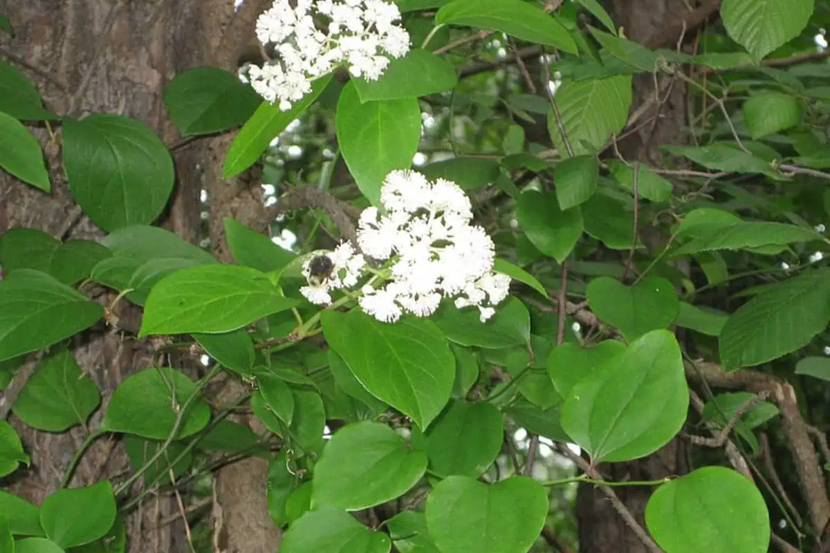 Hortensia trepadora