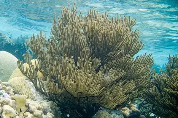 Vara del Mar Negro bajo el agua