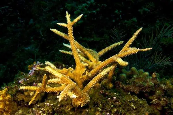 Coral cuerno de ciervo