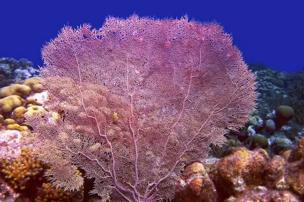 Coral abanico de mar morado