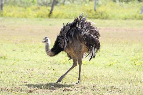 ñandú mayor en una pradera