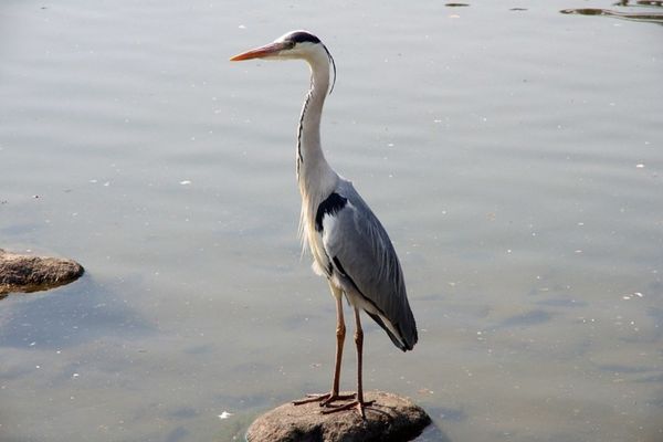 Montaje de garza real sobre una roca