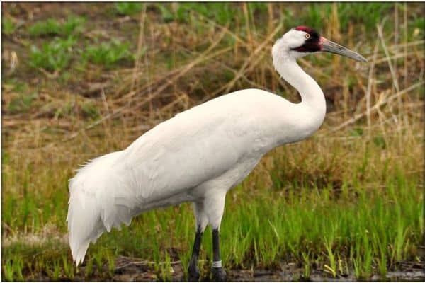 Grulla blanca en el campo