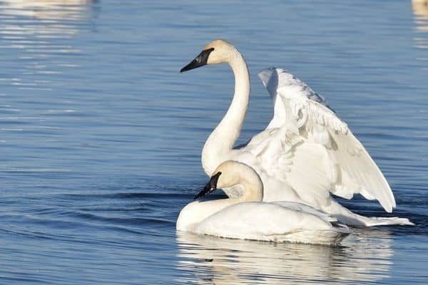 Cisnes trompetistas nadando