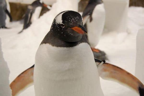 pingüino papúa