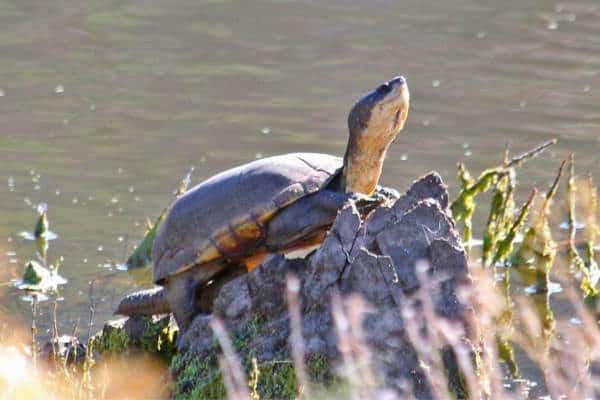 Tortuga de barro de Arizona sobre una roca