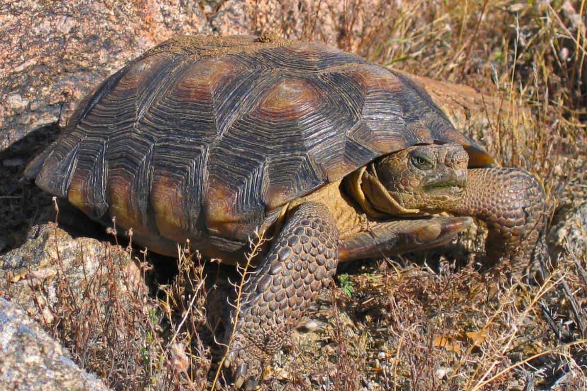 Tortuga del desierto de Sonora arrastrándose