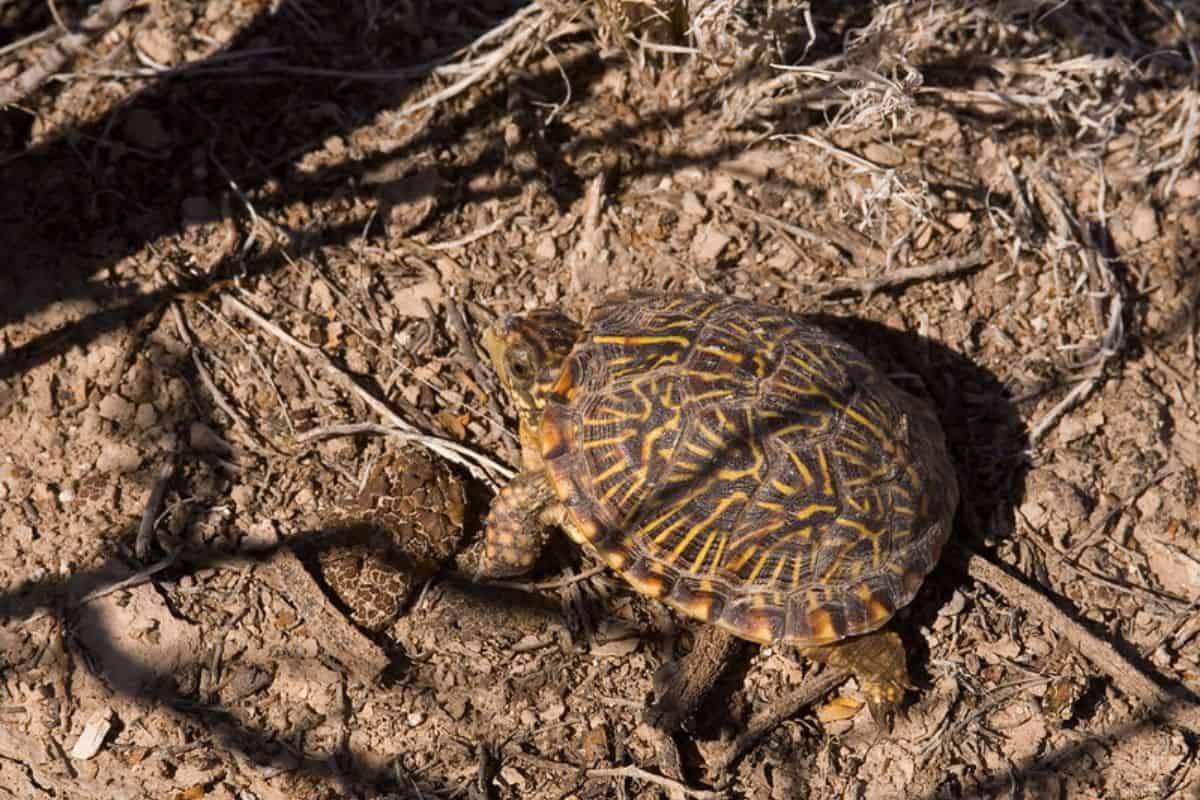 tortuga de caja del desierto