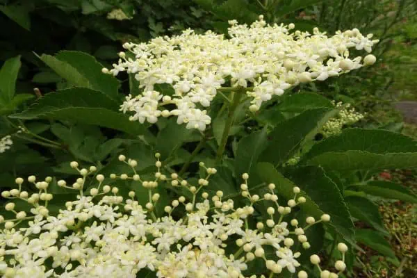 flor de saúco